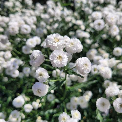 Krwawnik kichawiec 'Peter Cottontail'