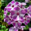 Floks wiechowaty 'Flame® Lilac Star'