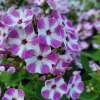 Floks wiechowaty 'Flame® Lilac Star'