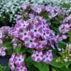 Floks wiechowaty 'Flame® Lilac Star'