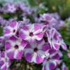 Floks wiechowaty 'Flame® Lilac Star'