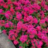 Floks wiechowaty 'Flame Watermelon'