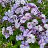 Floks wiechowaty 'Blue Dolphin'