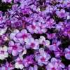 Floks wiechowaty 'Blue Dolphin'