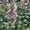 Penstemon naparstnicowaty 'Dark Towers'