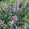 Penstemon naparstnicowaty 'Dark Towers'