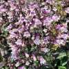 Penstemon naparstnicowaty 'Dark Towers'