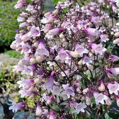 Penstemon naparstnicowaty 'Dark Towers'