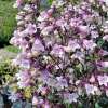 Penstemon naparstnicowaty 'Dark Towers'