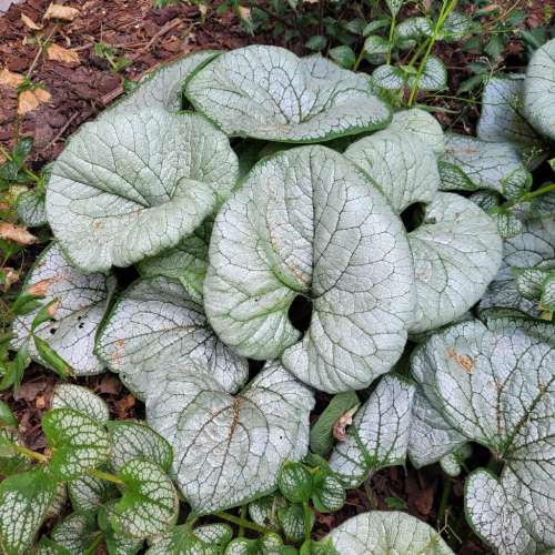 Brunnera wielkolistna 'Silver Heart'