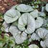 Brunnera wielkolistna 'Silver Heart'