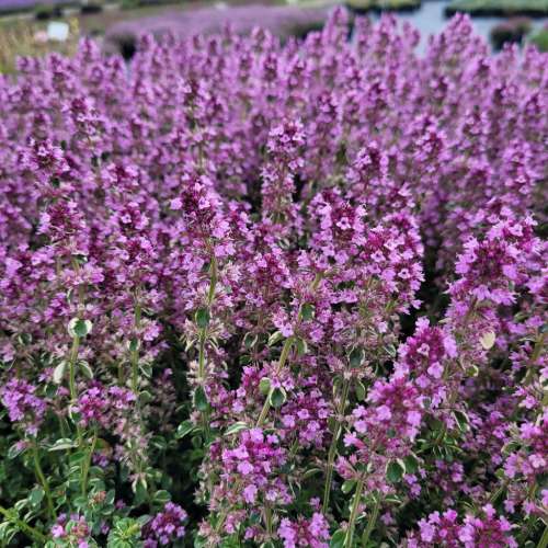 Macierzanka zwyczajna 'Foxley'