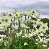Zawilec 'Spring Beauty White'