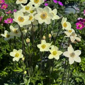 Zawilec 'Spring Beauty White'