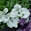 Brunnera wielkolistna 'Alexandria'