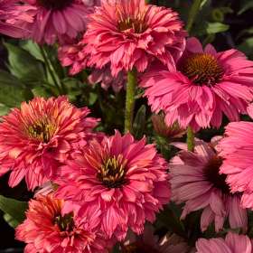 Jeżówka purpurowa 'Sunseekers Pink Grapefruit'