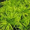 Hakonechloa wysmukła
