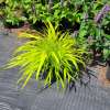 Hakonechloa wysmukła