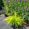 Hakonechloa wysmukła