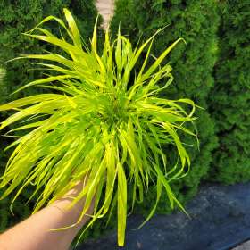 Hakonechloa wysmukła