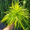 Hakonechloa wysmukła