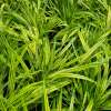 Hakonechloa smukła 'Aureola'