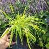 Hakonechloa smukła 'Aureola'