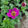 Zawilec 'Spring Beauty Pink'