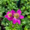 Zawilec 'Spring Beauty Pink'