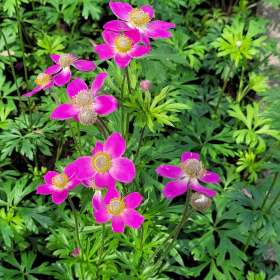 Zawilec 'Spring Beauty Pink'