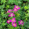 Zawilec 'Spring Beauty Pink'
