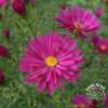 Aster nowobelgijski 'Crimson Brocade'