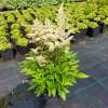 Tawułka Arendsa 'Astary White'