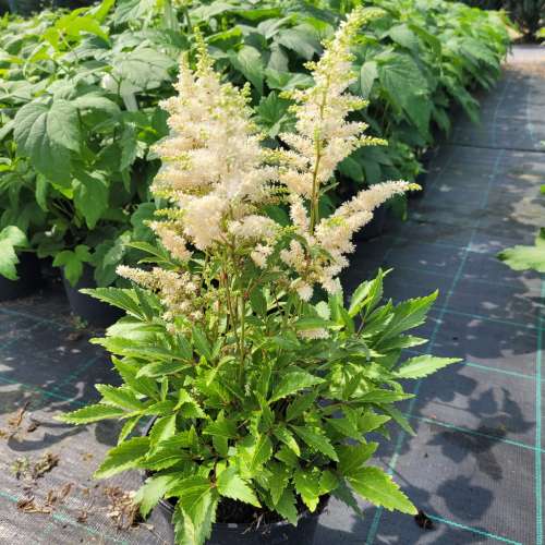 Tawułka Arendsa 'Astary White'