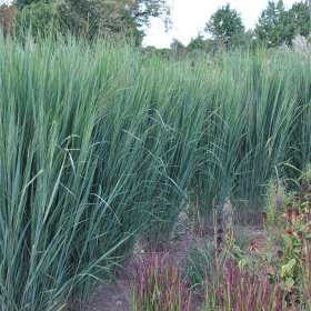 Proso rózgowate 'Northwind'