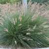 Rozplenica 'Cassian'