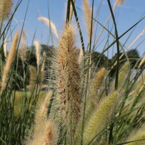 Rozplenica 'Cassian'