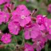 Lepnica czerwona 'Minikin'