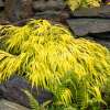 Hakonechloa wysmukła