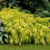 Hakonechloa wysmukła