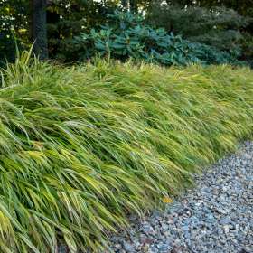 Hakonechloa smukła 'Aureola'