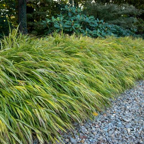 Hakonechloa smukła 'Aureola'