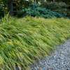 Hakonechloa smukła 'Aureola'
