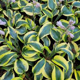 Funkia 'Autumn Frost'