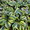 Funkia 'Autumn Frost'