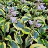Funkia 'Autumn Frost'