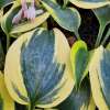 Funkia 'Autumn Frost'