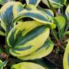 Funkia 'Autumn Frost'