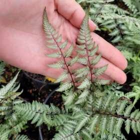 Nerecznica 'Varia'