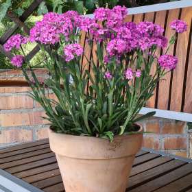Firletka 'Cherry Bubbles'
